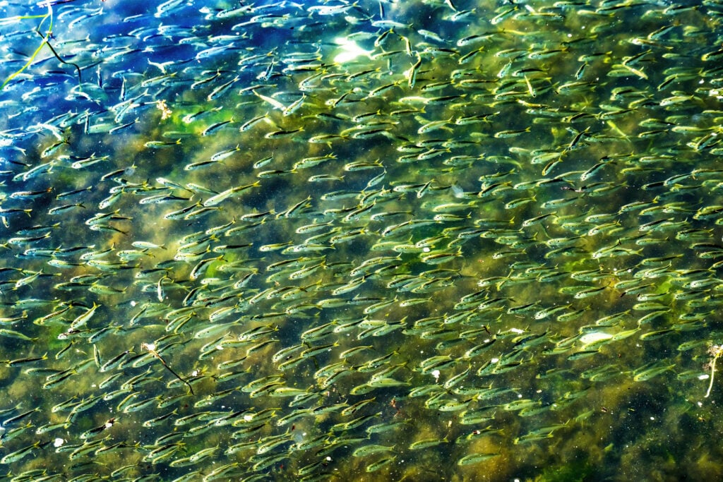 Trump Puts Foreign Fishing Conglomerates on Notice - Conservatives for ...